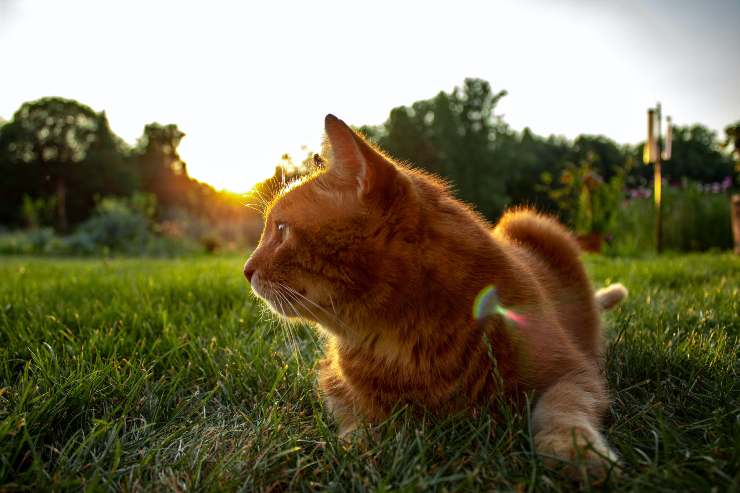 Gatti che vogliono uscire molto