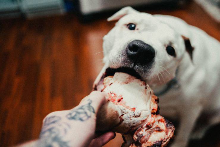 Tipologie di carne dannose per il cane
