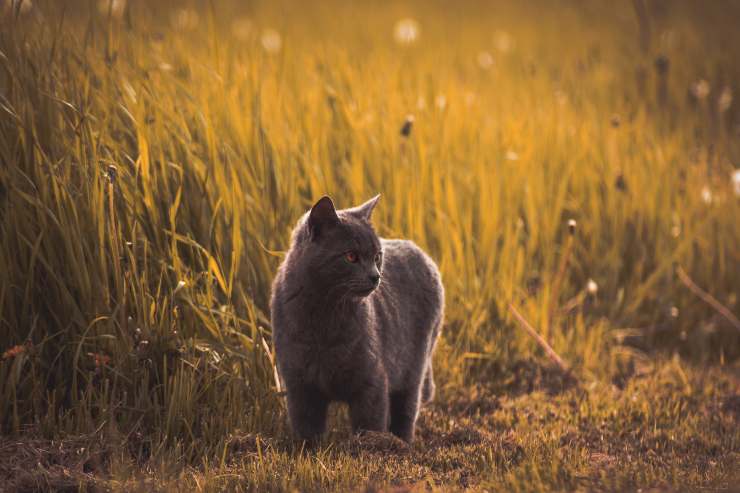 Razze feline che vogliono uscire molto