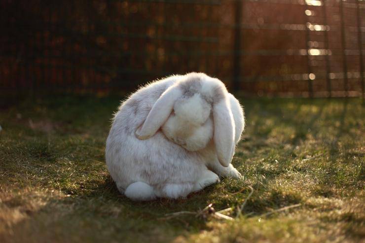 Il coniglio e la malattia
