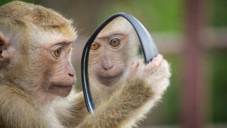  animali riconoscono specchio