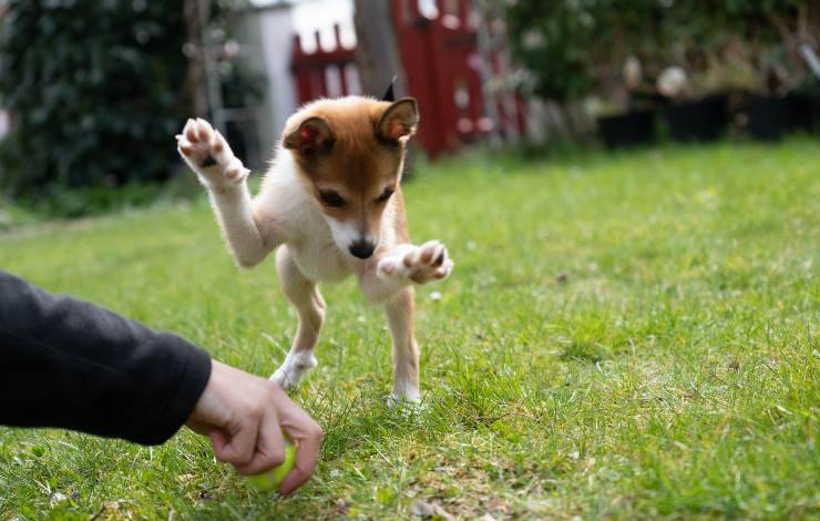 norsk lundehund