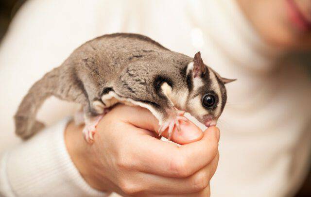 Sacca Nanna Per Petauro Dello Zucchero E Piccoli Animali - Trasporto Sicuro E Antimorso Per Criceti, Scoiattoli E Cincillà