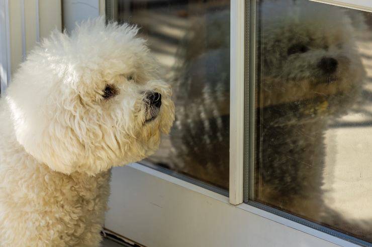 Cani che soffrono l'ansia da separazione