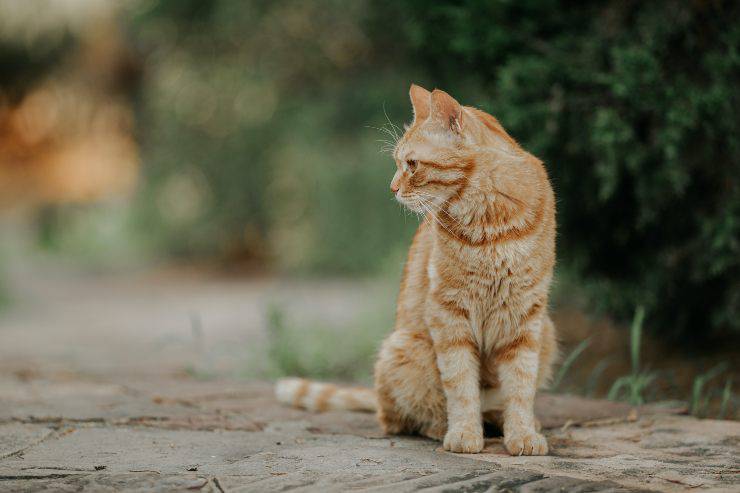 Il comportamento del gatto