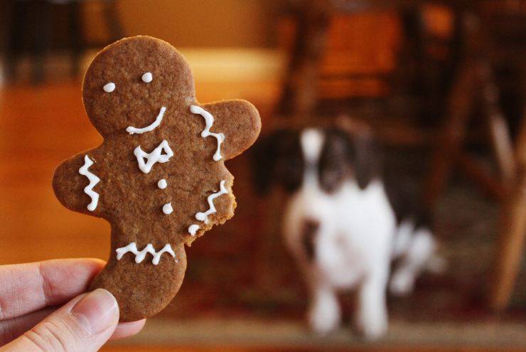 Il comportamento del cane