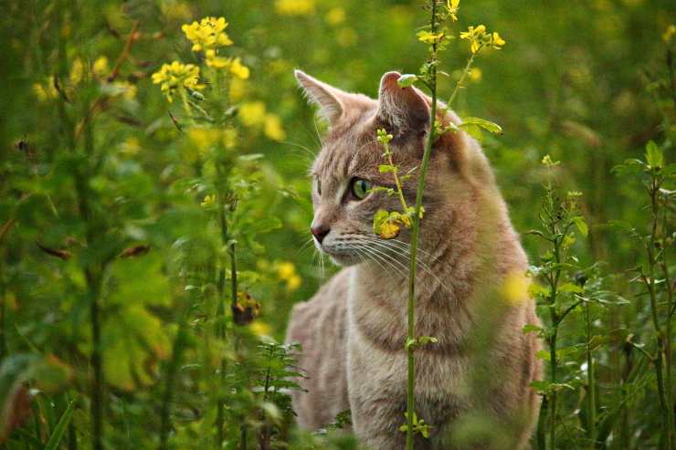 L'istinto predatorio del gatto