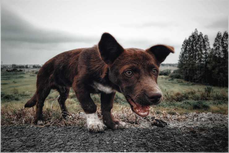 Il cane e le carni pericolose