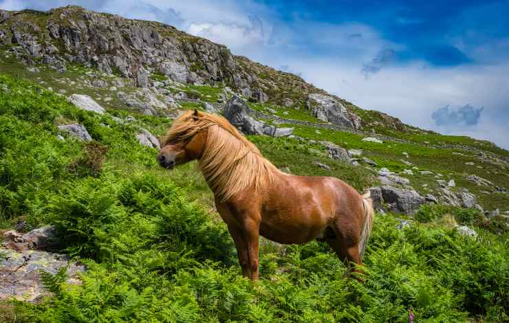 pony welsh mountain
