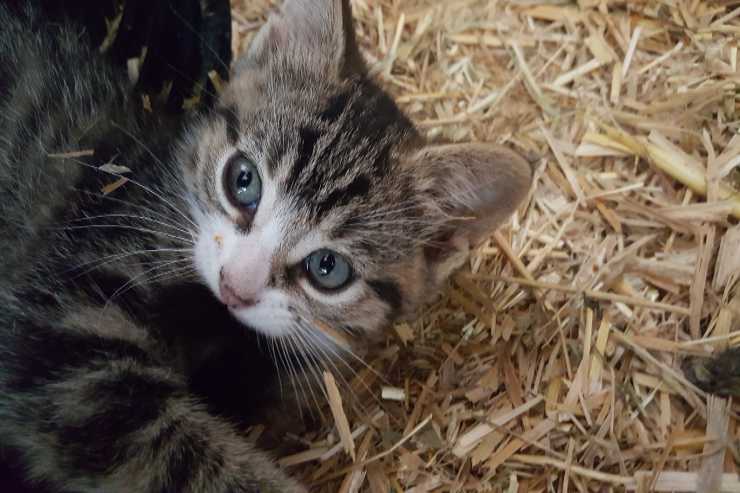 Micio e la caccia ai topi