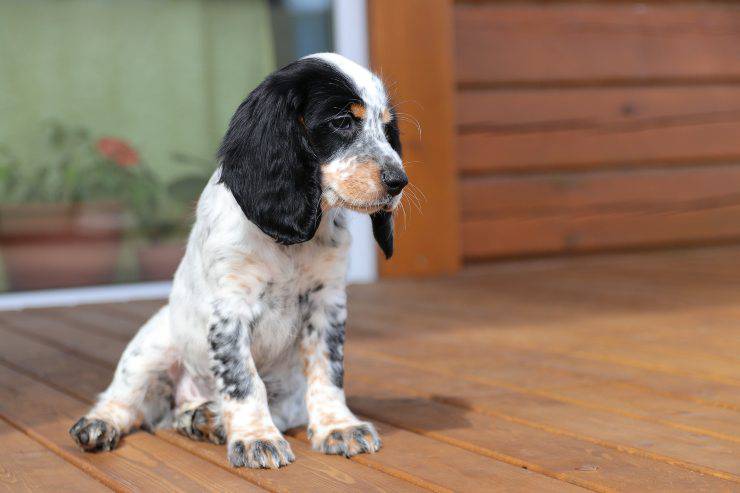 Razze di cani che soffrono l'ansia da separazione