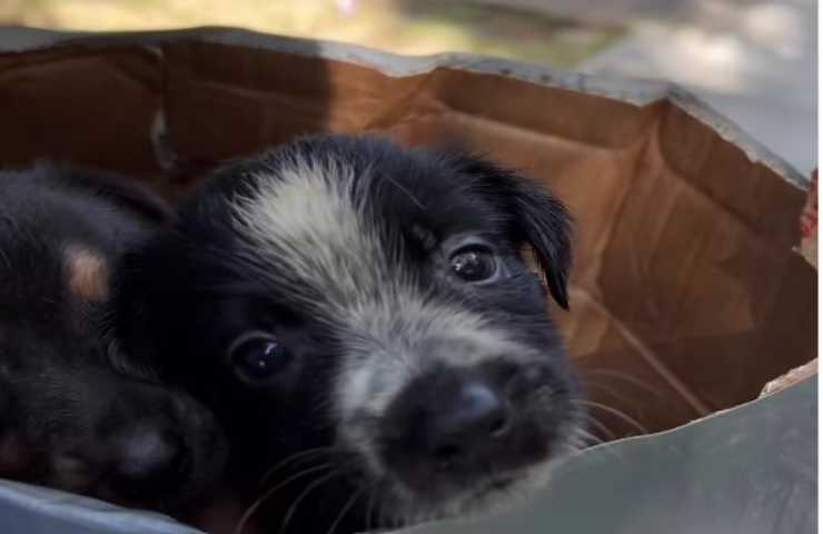 5 cuccioli in fin di vita abbandonati in uno scatolone