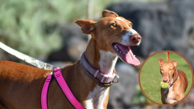 podenco canario