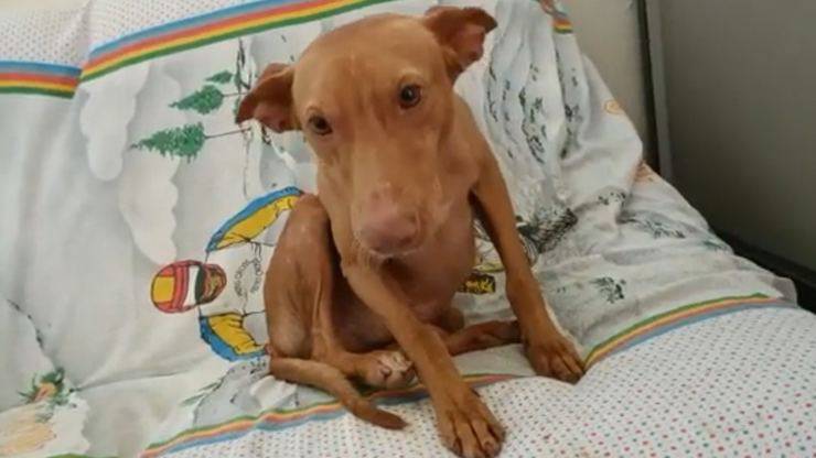 cane da caccia abbandonato palermo