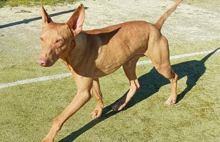 perro de caza abandonado