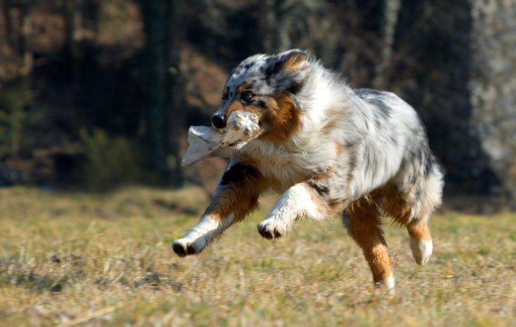 Australian Shepherd