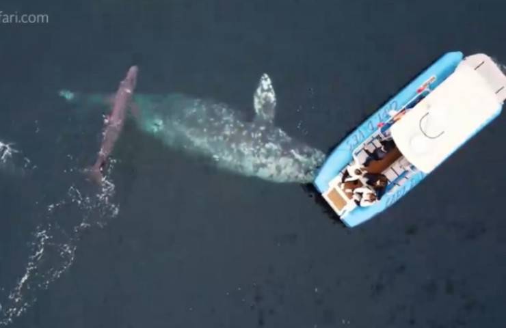 nascita piccolo balena imbarcazione