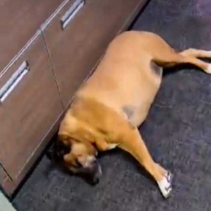 siesta de perro callejero en vivo