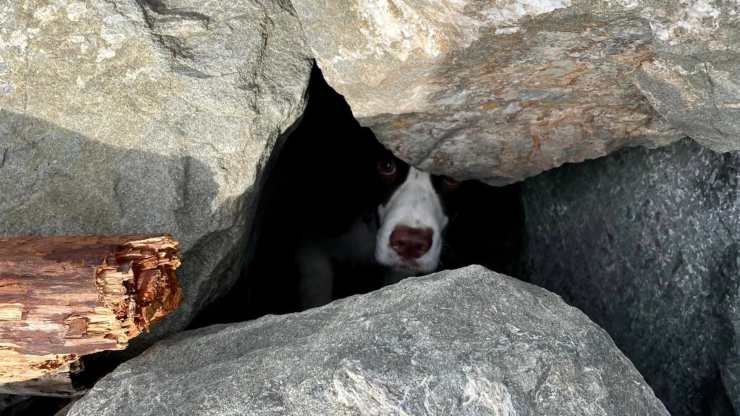 cane intrappolato scogli