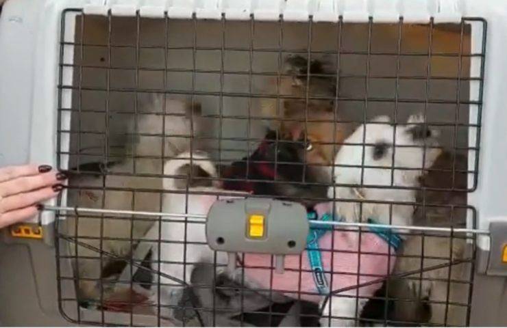 Cachorros rescatados de jaulas de hamster