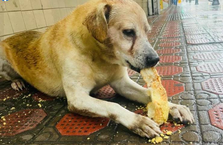 Cagnolino Jhonny aspetta invano