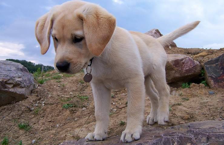 Labrador direttore albergo ammesso