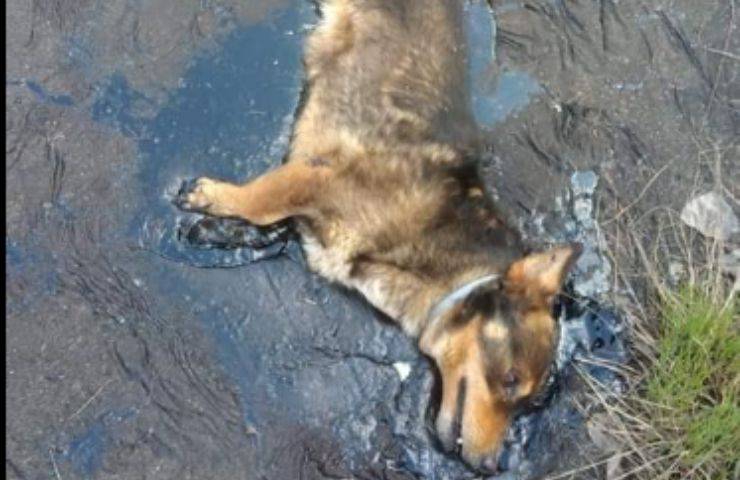 Cagnolino pozza catrame bloccato