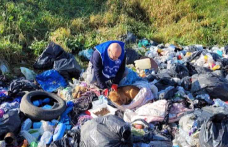 cane sfigurato abbandonato discarica