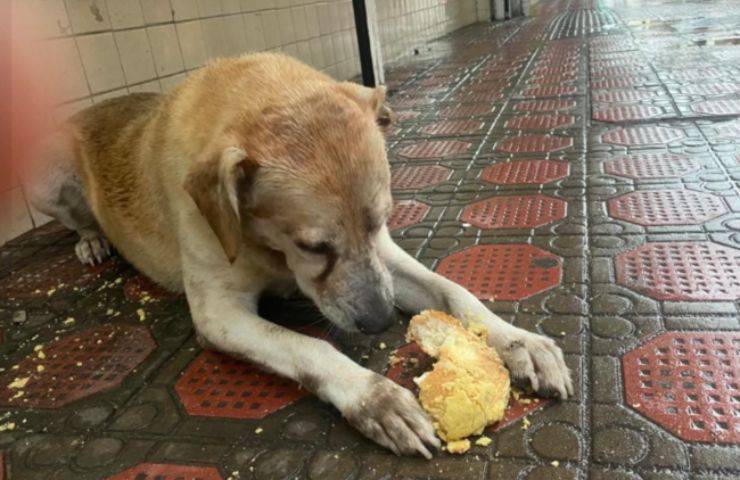 cane randagio panetteria mangiare