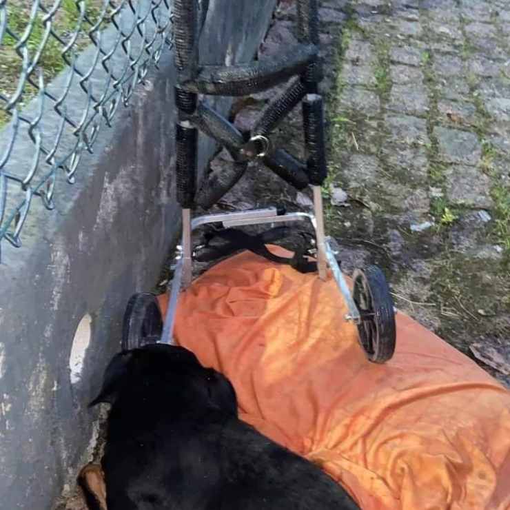 cane paraplegico abbandonato
