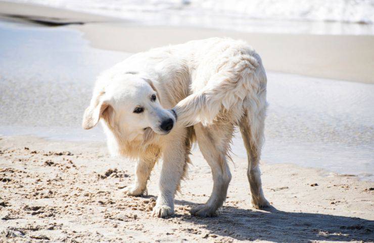 Fido si prende la coda con la bocca