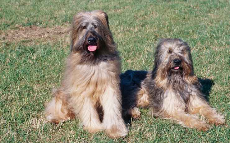 Due cani da pastore di Brie
