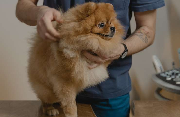 perro en el veterinario 