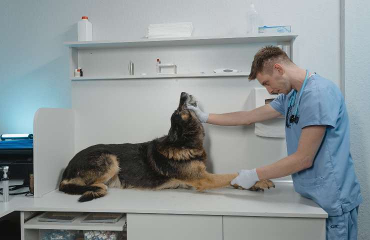 Cane dal veterinario 