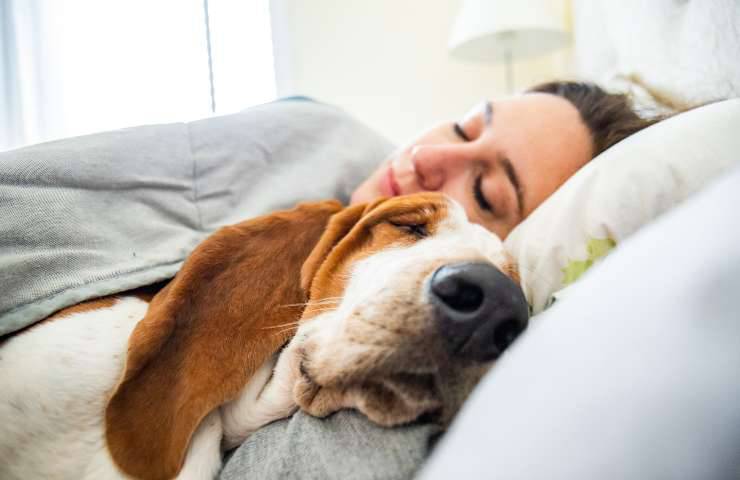 Cane dorme sotto le coperte 