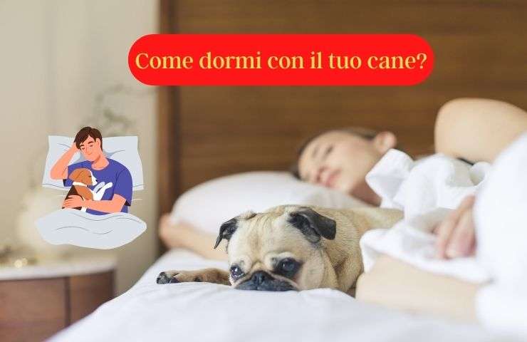 Cane dorme con il suo umano