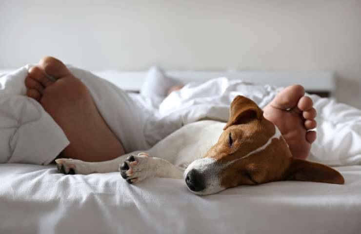 Cane dorme vicino ai piedi