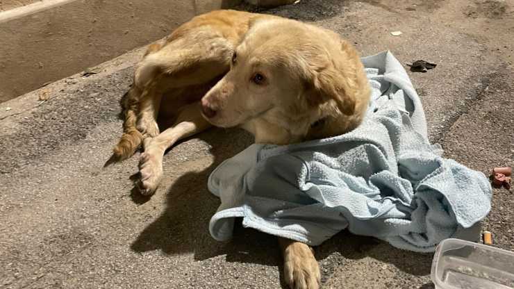 cane si lancia dal terzo piano