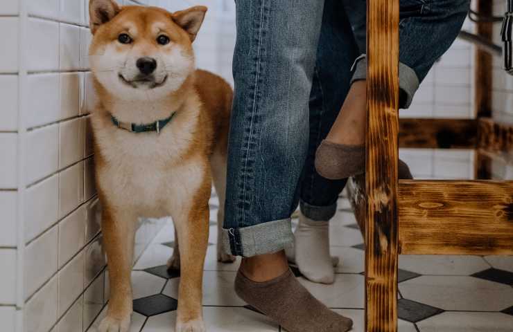 Cane in stanza con il suo umano