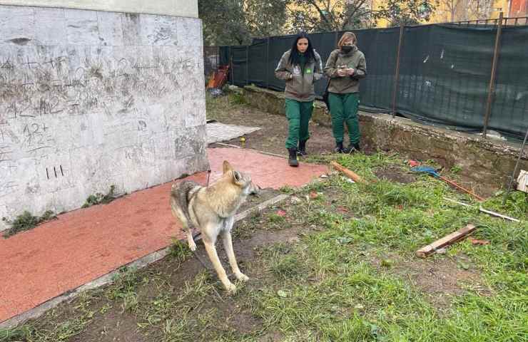 cane lupo incatenato