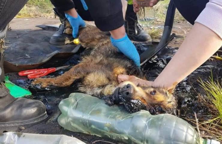 salvataggio cagnolino intrappolato catrame