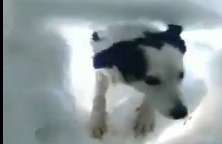 perro de rescate de nieve