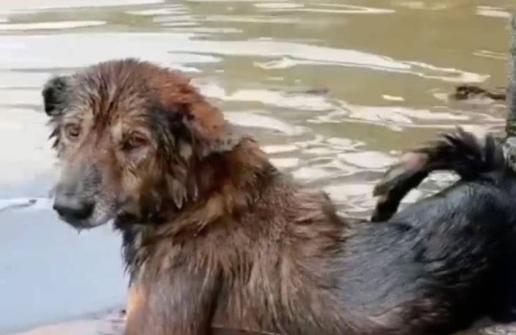 cane sopravvive incredibile alluvione