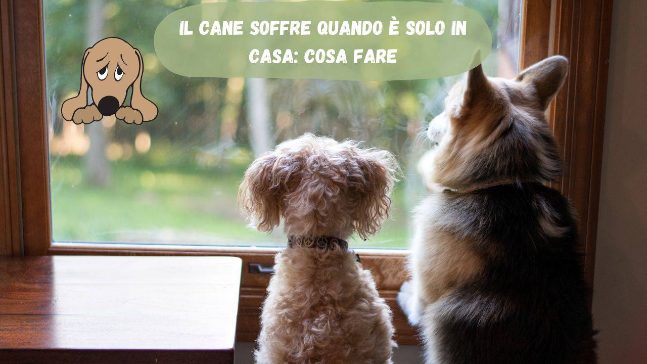 Cane soffre da solo in casa ecco le parole magiche da dirgli prima di