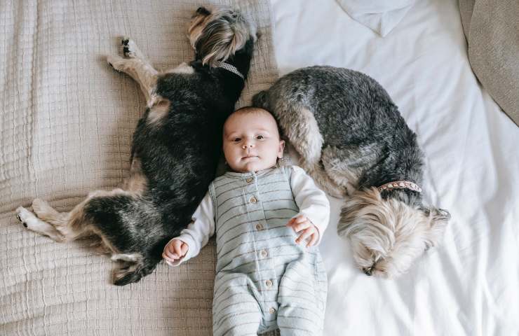 Cani dormono con un bambino