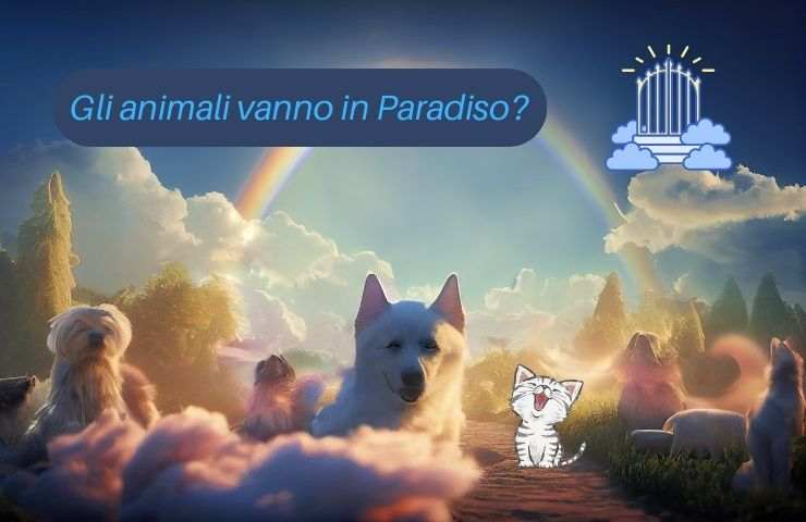Cani in Paradiso