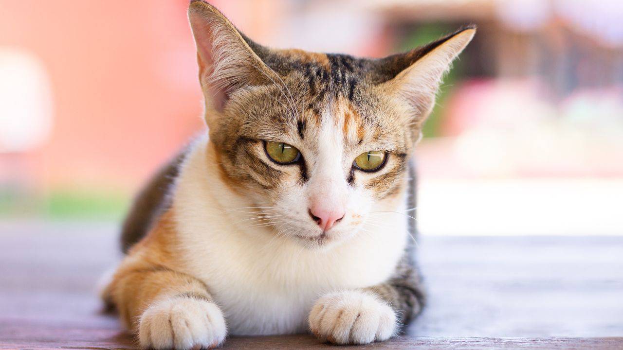 Carbone vegetale per il gatto cos'è, quando usarlo, benefici
