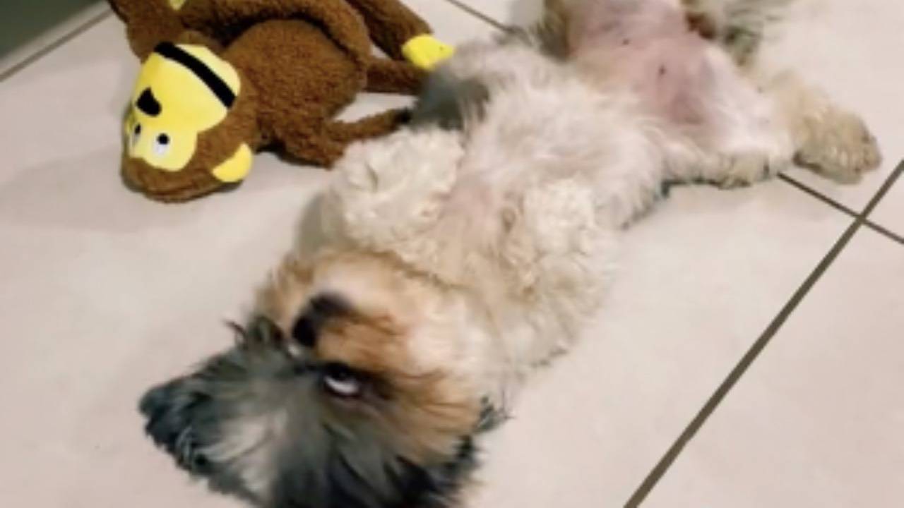 Esilarante reazione della cagnolina Cherry di fronte al suo regalo - VIDEO