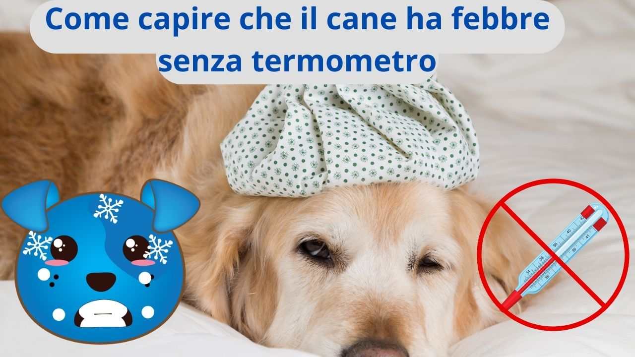 Come capire se il cane ha la febbre segnali e cosa fare senza termometro