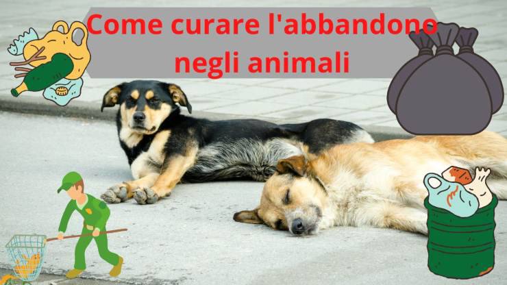 Cosa fare contro l'abbandono degli animali